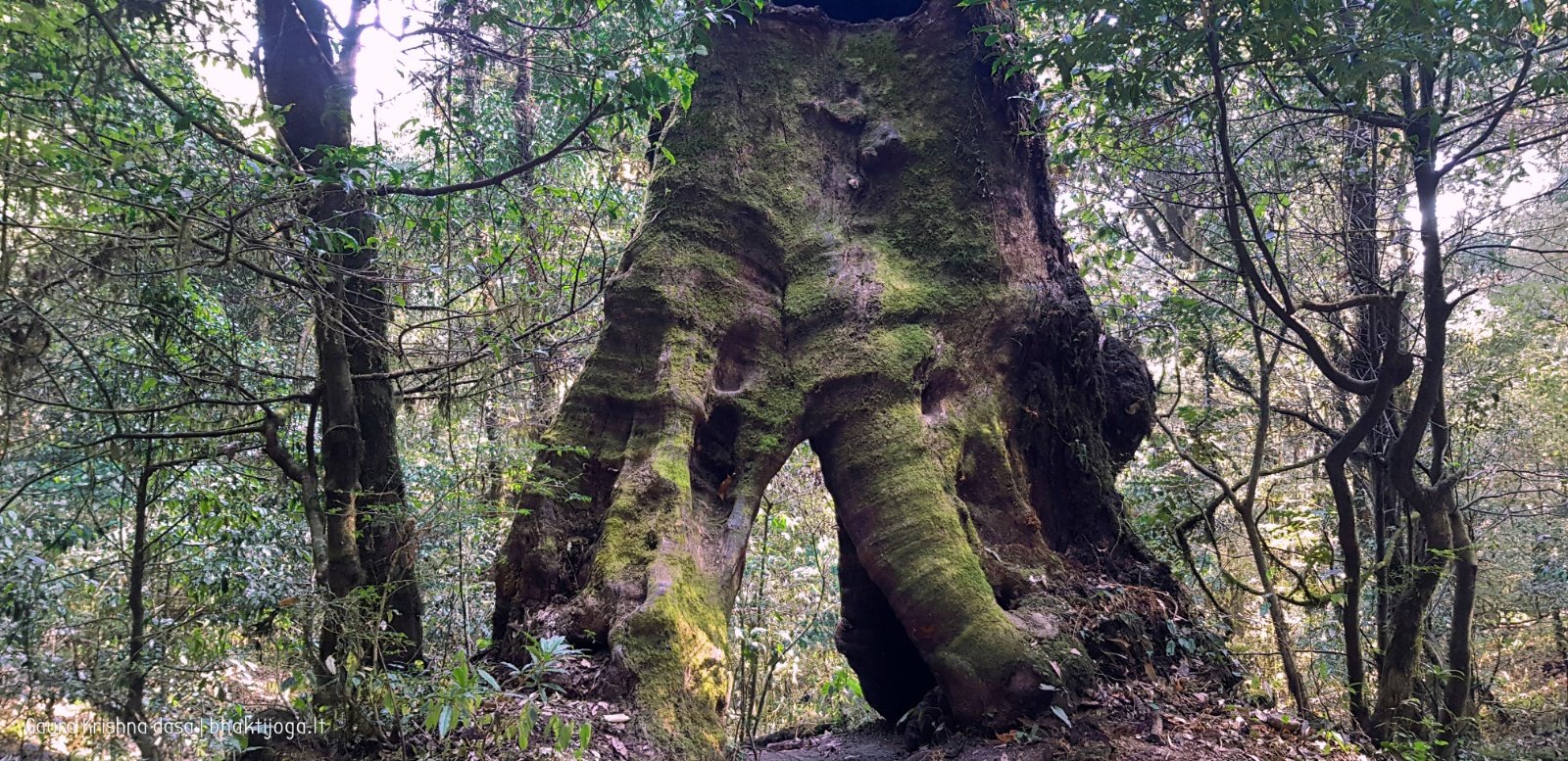  Trees. Shivapuri mountain. Kathmandu. 2019.01.15